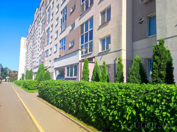 Многоэтажный дом с светлым фасадом и большими окнами, перед ним аккуратные кусты и ряды елей вдоль тротуара, солнечный день и чистый вид.